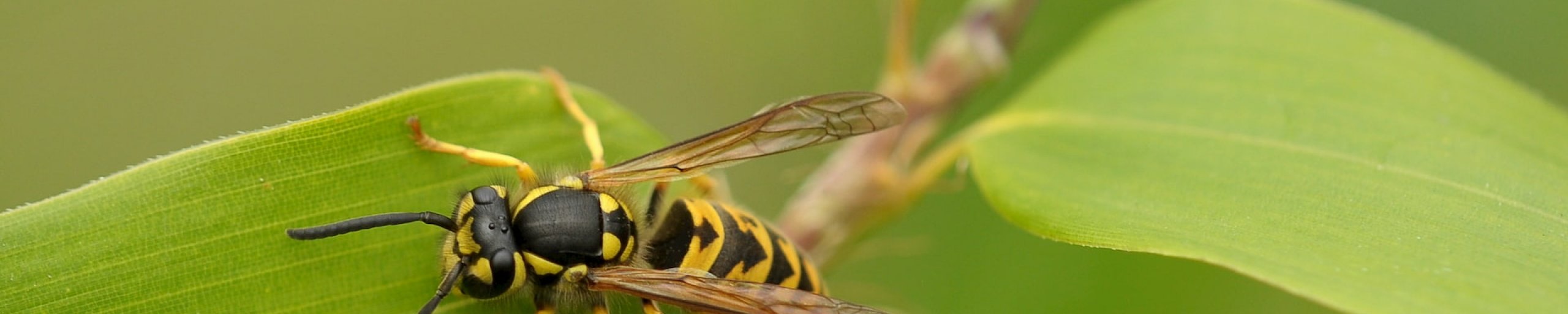 Sfeerfoto ongedierte