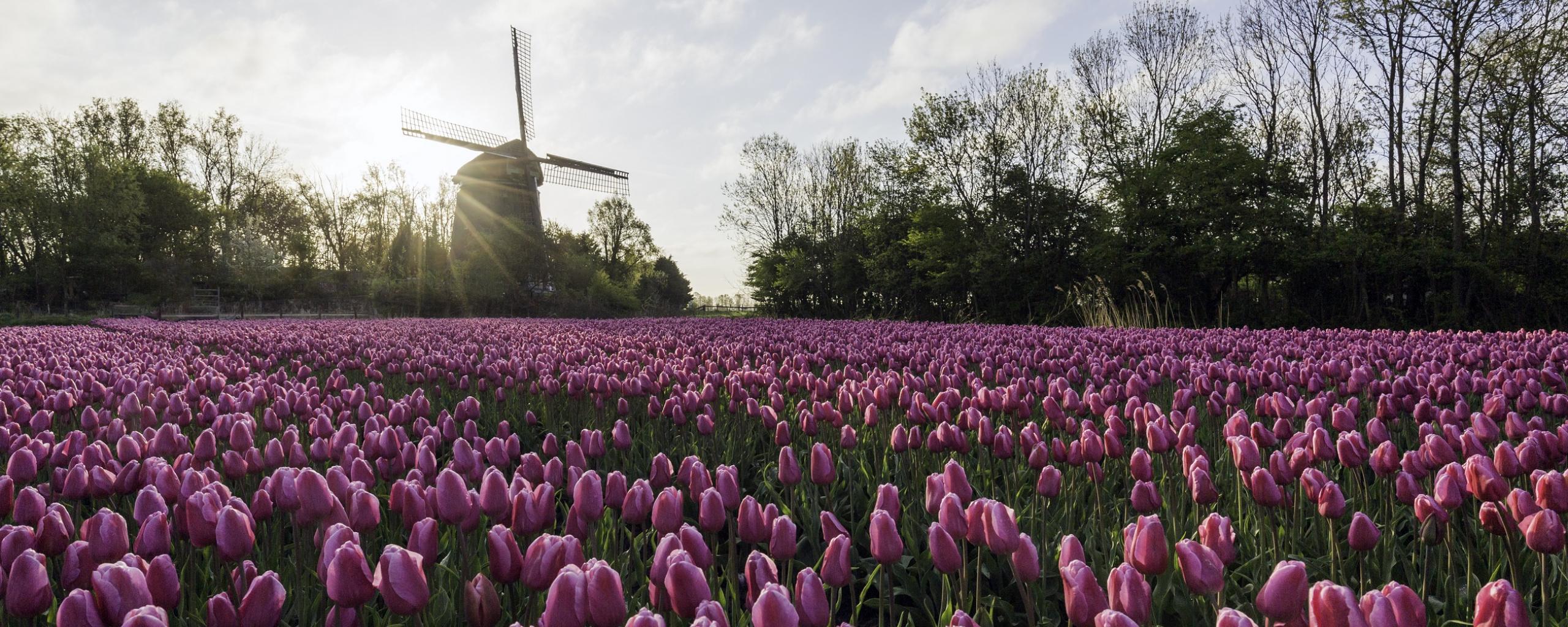 roze tulpen en molen